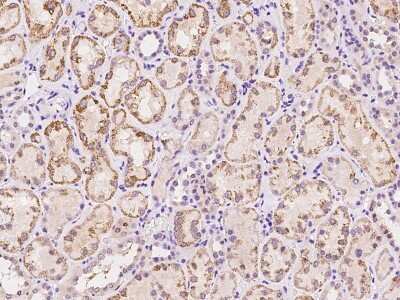Immunohistochemistry-Paraffin: SLC19A3 Antibody [NBP2-97676]
