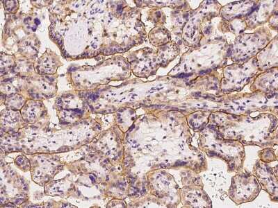 Immunohistochemistry-Paraffin: SLC19A3 Antibody [NBP2-97676]