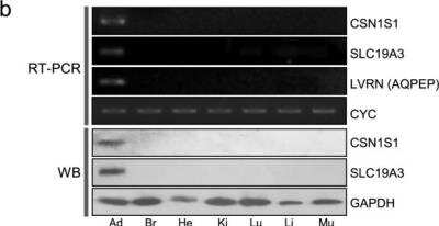 Western Blot: SLC19A3 Antibody [NBP1-69703]