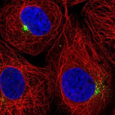 Immunocytochemistry/ Immunofluorescence: SLC1A4 Antibody [NBP2-38226]