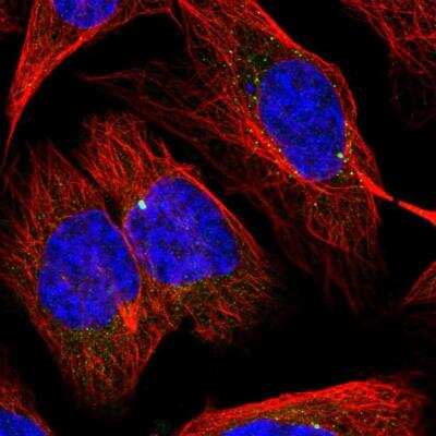 Immunocytochemistry/ Immunofluorescence: SLC1A4 Antibody [NBP2-76528]