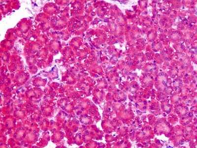 Immunohistochemistry-Paraffin: SLC1A4 Antibody - BSA Free [NBP1-44238]