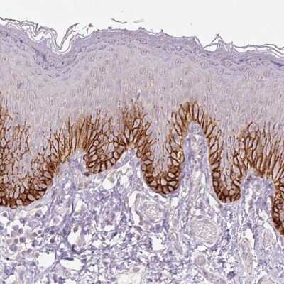 Immunohistochemistry-Paraffin: SLC1A4 Antibody [NBP2-38226]