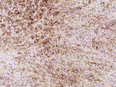 Immunohistochemistry-Paraffin: SLC1A4 Antibody [NBP2-97677]