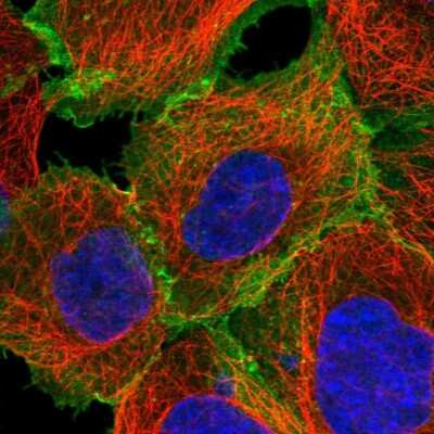 Immunocytochemistry/ Immunofluorescence: SLC1A5 Antibody [NBP1-89327]