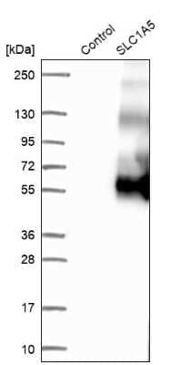 Western Blot: SLC1A5 Antibody [NBP1-89327]
