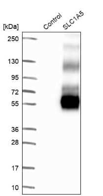 Western Blot: SLC1A5 Antibody [NBP1-89328]