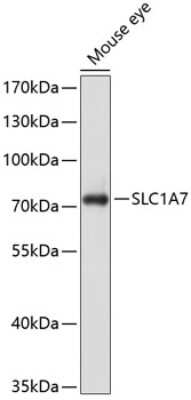 Western Blot: SLC1A7 AntibodyBSA Free [NBP2-93349]