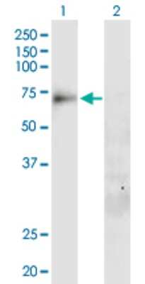 Western Blot: SLC20A1 Antibody [H00006574-B01P]