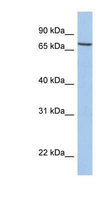 Western Blot: SLC20A1 Antibody [NBP1-59059]