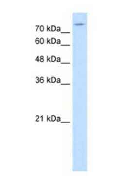 Western Blot: SLC20A2 Antibody [NBP1-69702]