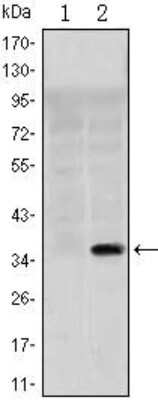 Western Blot: SLC22A1 Antibody (2C5)BSA Free [NBP1-51684]