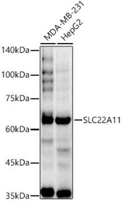 Western Blot: SLC22A11 AntibodyAzide and BSA Free [NBP2-94224]