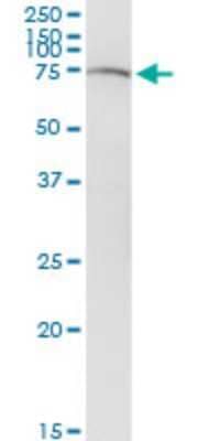 Western Blot: SLC22A12 Antibody (2B5) [H00116085-M02]