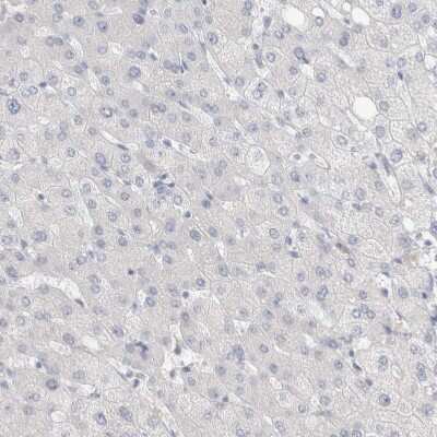Immunohistochemistry-Paraffin: SLC22A12 Antibody [NBP1-82500]