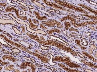 Immunohistochemistry-Paraffin: SLC22A12 Antibody [NBP2-97265]