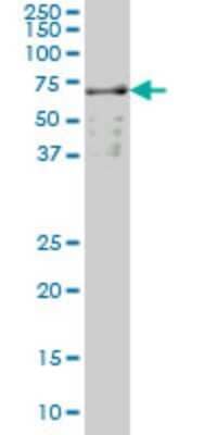 Western Blot: SLC22A13 Antibody (1E6) [H00009390-M01]