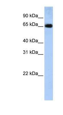 Western Blot: SLC22A13 Antibody [NBP1-62520]