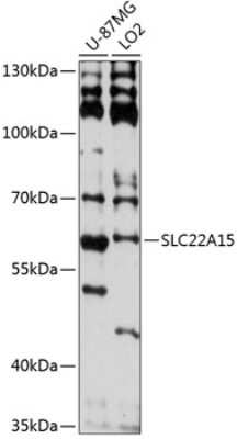 Western Blot: SLC22A15 AntibodyAzide and BSA Free [NBP3-05043]