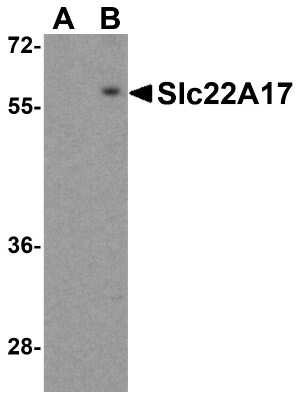 Western Blot: SLC22A17 AntibodyBSA Free [NBP1-76918]