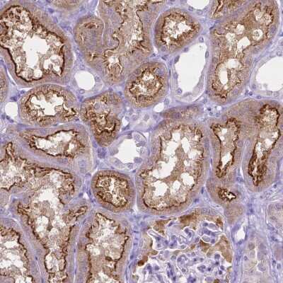 Immunohistochemistry-Paraffin: SLC22A2/OCT2 Antibody (CL0628) [NBP2-52941]