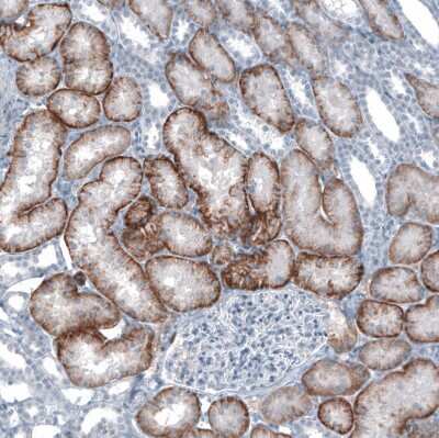 Immunohistochemistry-Paraffin: SLC22A2/OCT2 Antibody [NBP1-89417]