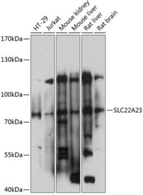 Western Blot: SLC22A23 AntibodyAzide and BSA Free [NBP3-04968]