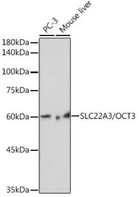 Western Blot: SLC22A3 Antibody (1K0A4) [NBP3-15897]