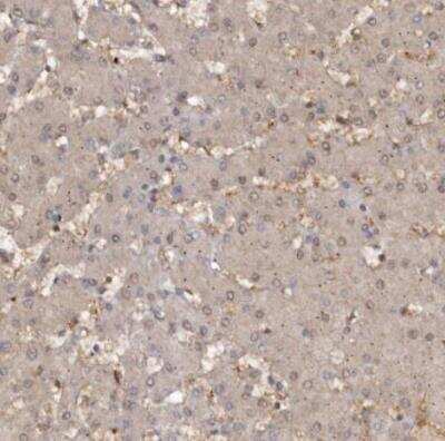 Immunohistochemistry-Paraffin: SLC22A3 Antibody [NBP1-83976]
