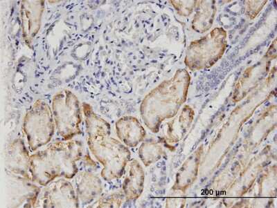 Immunohistochemistry-Paraffin: OAT1 Antibody (1F2) [H00009356-M05]