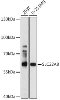 Western Blot: SLC22A8 AntibodyBSA Free [NBP2-94604]