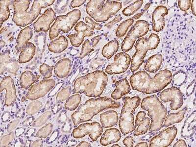 Immunohistochemistry-Paraffin: SLC22A8 Antibody [NBP2-98607]