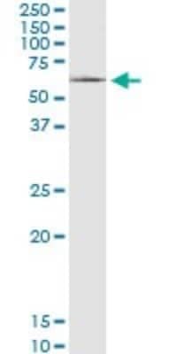 Western Blot: SLC22A8 Antibody [H00009376-B01P]