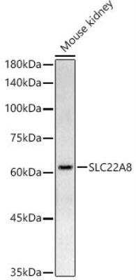 Western Blot: SLC22A8 AntibodyAzide and BSA Free [NBP2-93700]