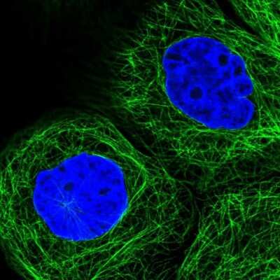 Immunocytochemistry/ Immunofluorescence: SLC24A1 Antibody [NBP1-92397]