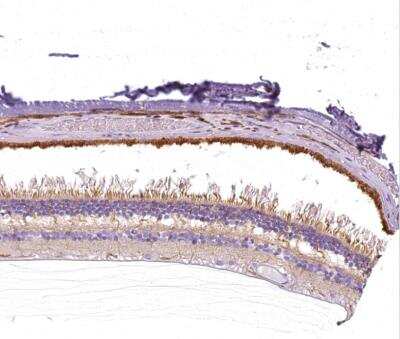 Immunohistochemistry-Paraffin: SLC24A1 Antibody [NBP1-92397]