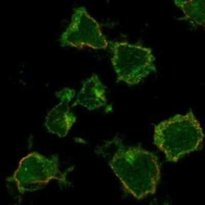 Immunocytochemistry/ Immunofluorescence: SLC24A4 Antibody [NBP3-17539]