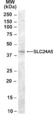 Western Blot: SLC24A5 Antibody [NB100-40795]