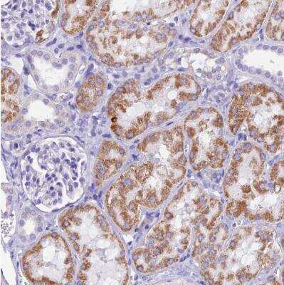 Immunohistochemistry-Paraffin: SLC24A6 Antibody [NBP1-83607]