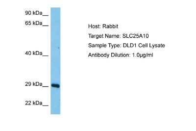 Western Blot: SLC25A10 Antibody [NBP2-83542]