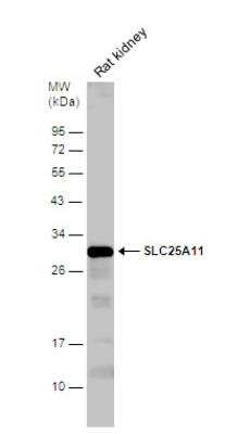 Western Blot: SLC25A11 Antibody [NBP2-20385]