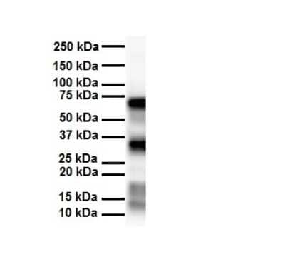 Western Blot: SLC25A12 Antibody [NBP1-59556]