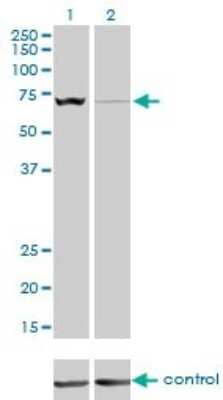 Western Blot: SLC25A13 Antibody (4F4) [H00010165-M01]