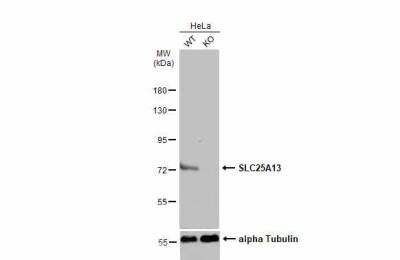 Western Blot: SLC25A13 Antibody [NBP1-33380]