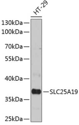 Western Blot: SLC25A19 AntibodyAzide and BSA Free [NBP2-94007]