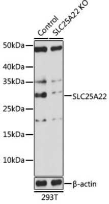 Knockout Validated: SLC25A22 Antibody - Azide and BSA Free [NBP2-94069]