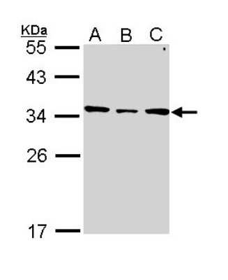 Western Blot: SLC25A22 Antibody [NBP1-33385]