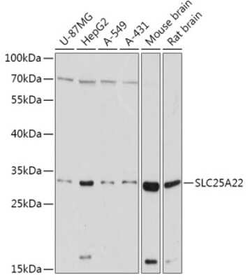 Western Blot: SLC25A22 AntibodyAzide and BSA Free [NBP2-94069]