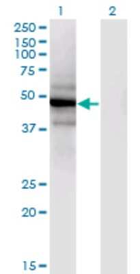 Western Blot: SLC25A25 Antibody (4D8) [H00114789-M02]