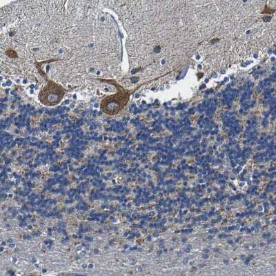 Immunohistochemistry-Paraffin: SLC25A25 Antibody [NBP1-82886]